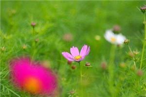 我穿越成了恶毒男配